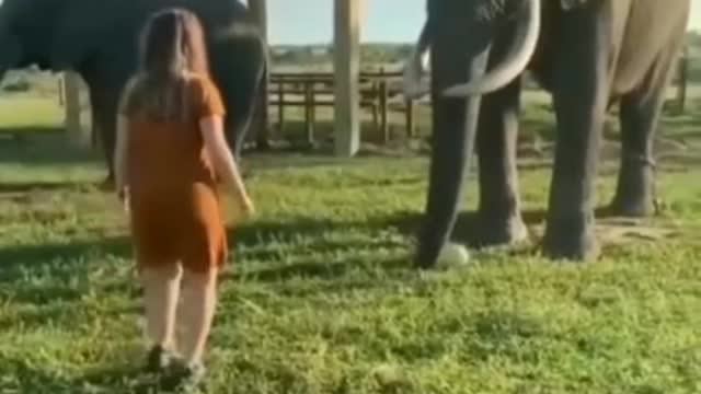 An elephant is playing football |very funny clip for entertaining