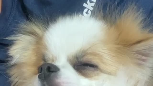 Puppy sleepy eating snacks(cuteness video)