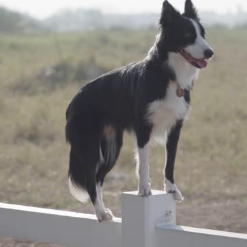 One of the most beautiful animals that can be raised at home