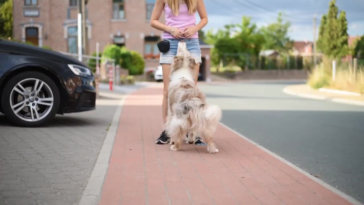 How to keep your dog safe from the sun. from the sun.