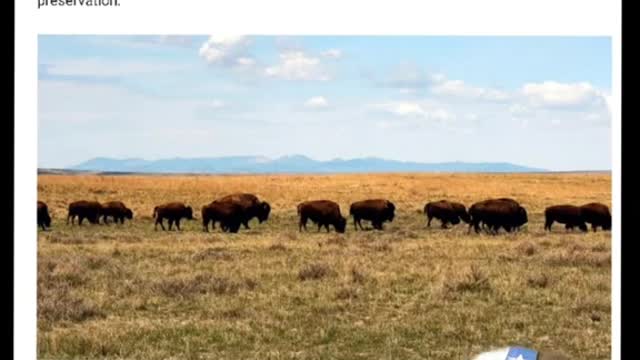 American Prairie Preserve grazing permits in Montana