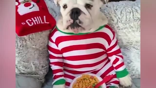 Bulldogs Are Awesome - Funny and Cute English Bulldog Compilation #1