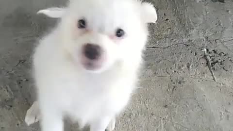 Cute Pomeranian Dog