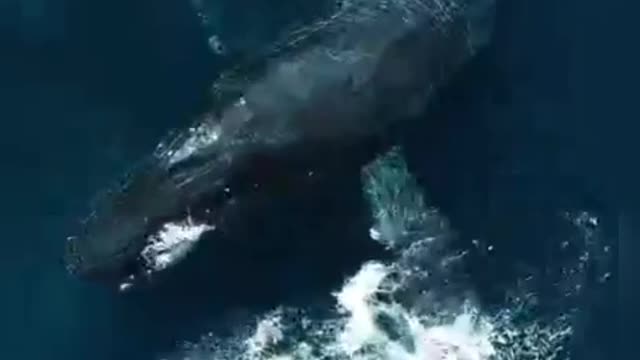 I like it Whale,, Extraordinary