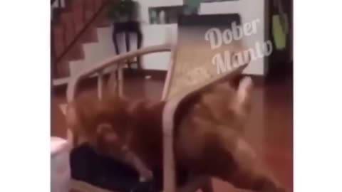 Fat Orange Cat gets STUCK in the chair