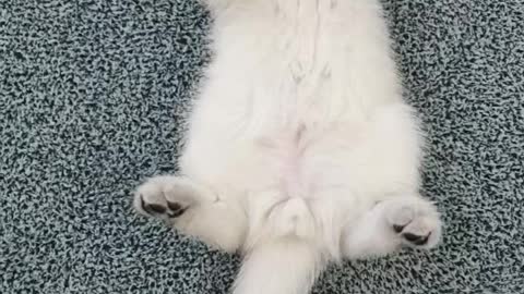 Lie down for fun(white britishi shorthair kitten)