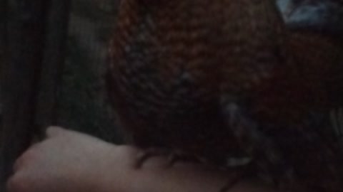 Angry Little Bantam Rooster Makes His Move