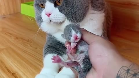 71_#cat