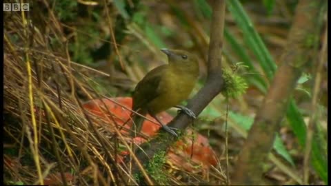 How to Attract a Bird! | Battle of the Sexes in the Animal World | BBC Earth