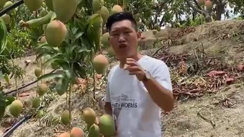 Farm Fresh Ninja Fruit Cutting Desi Satisfying Fruit Ninja Fruit Ideas | Amazing Fruits Video