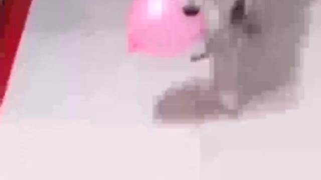 Cute or funny cat dog funny moment#shorts