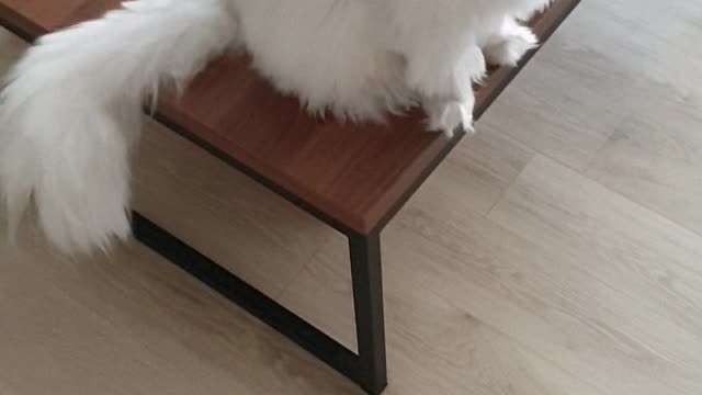 Meow meow meow meow give me rice