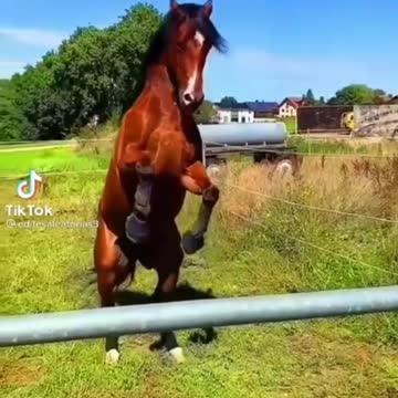 🐎they are only strong purebloods