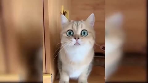 FUNNY CATE V