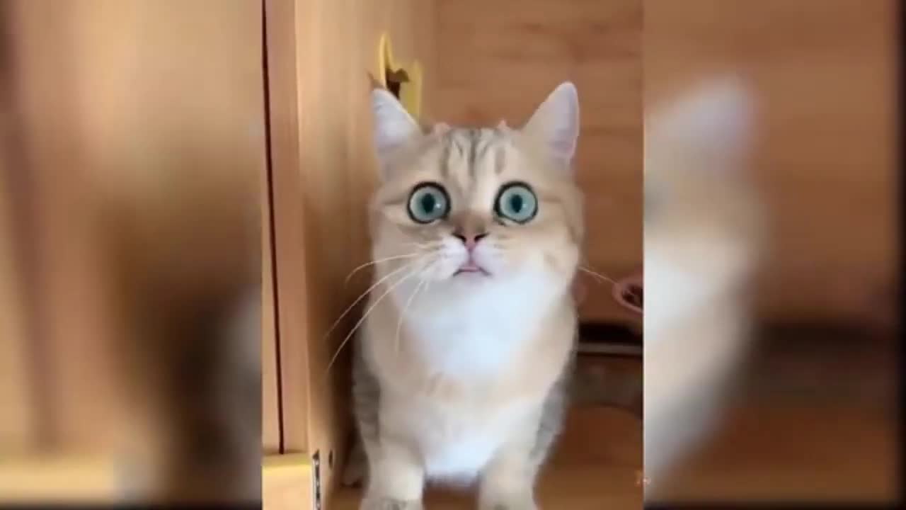 FUNNY CATE V