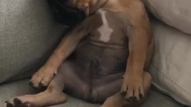 Dog falls down when asleep