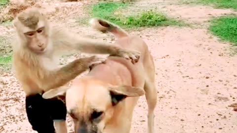 Cute monkey friendship with dog