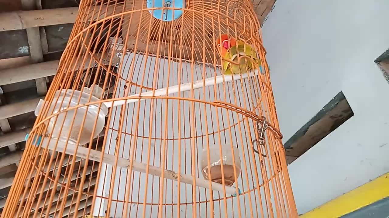 orange lovebird is taking a bath while chirping