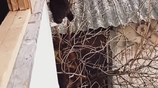 Agile Kitty Climbs Into House the Hard Way