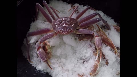 Purple snow crab.