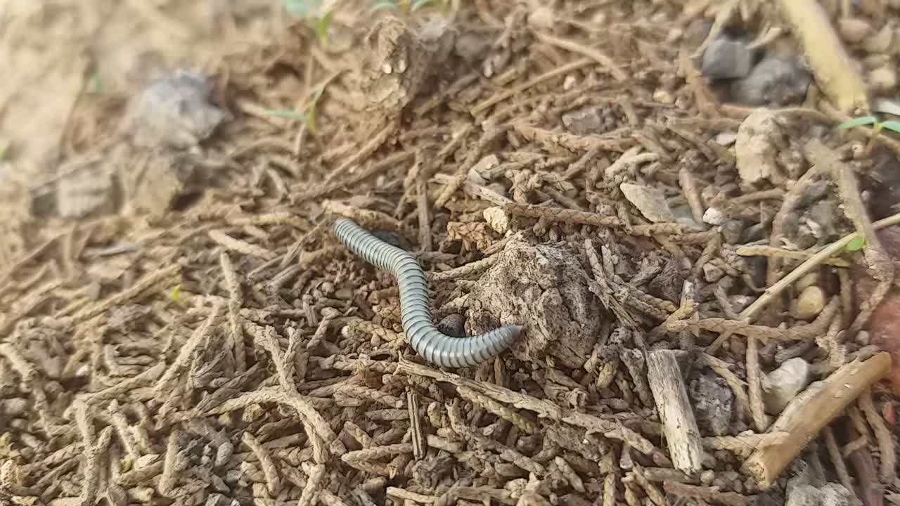 Earthworm