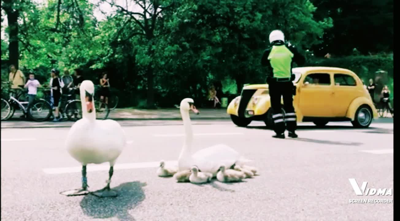 Papa Swan and his family walking on the avenue