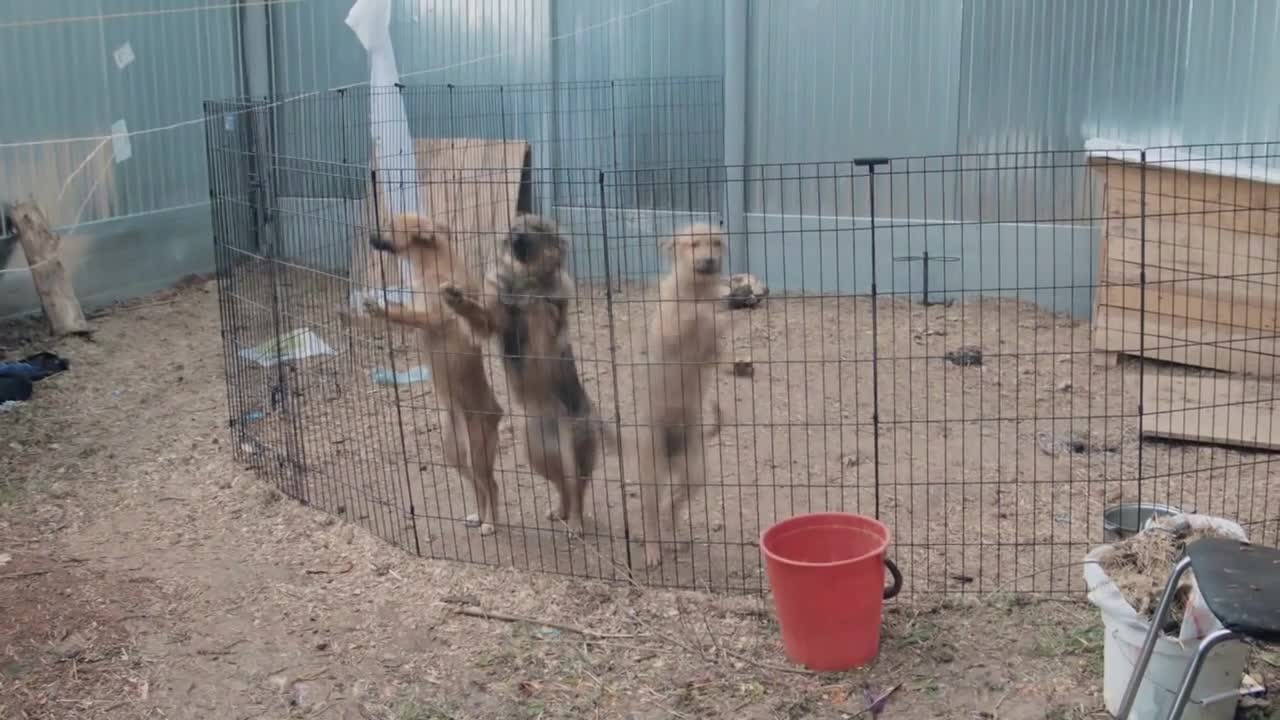 Adorable cute puppy dogs in shelter