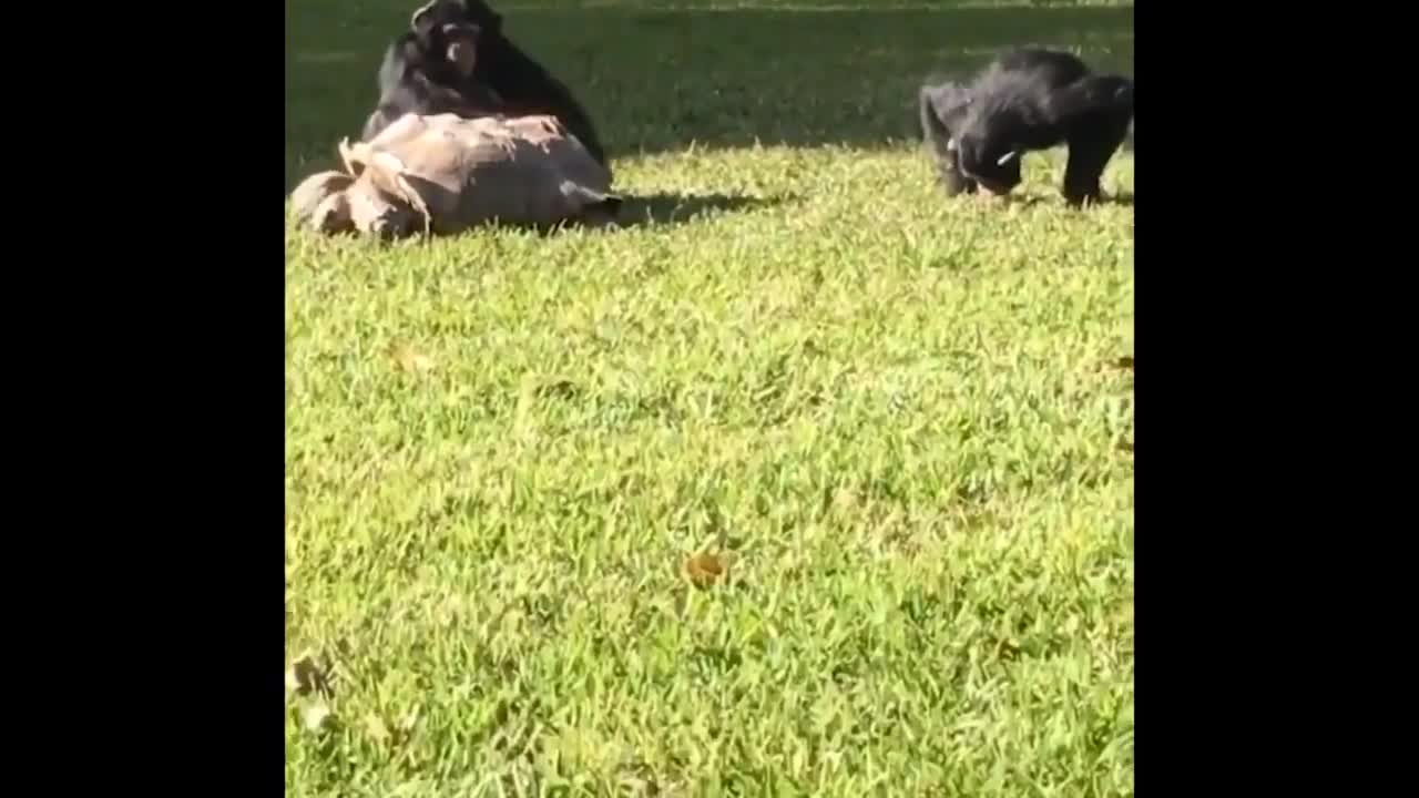 Pets amusing the crowd