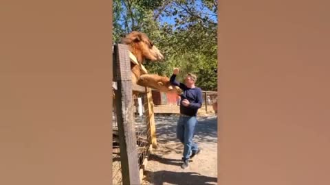 Try not to laugh comedy 🐫🤣🤣