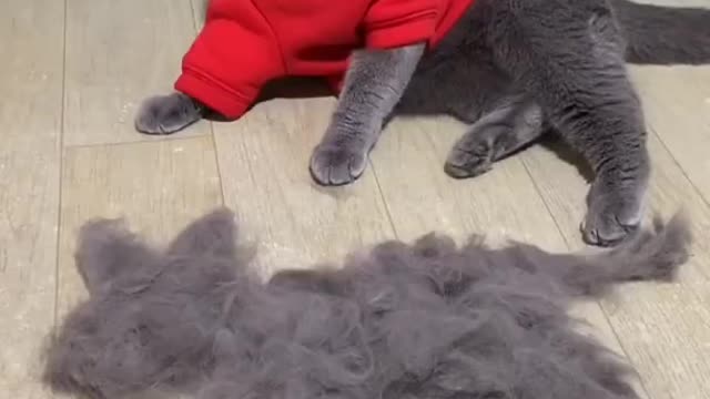 Funny Cats Video 😂😂 Funniest Cat Videos That Will Make You Laugh #Shorts