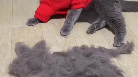 Funny Cats Video 😂😂 Funniest Cat Videos That Will Make You Laugh #Shorts