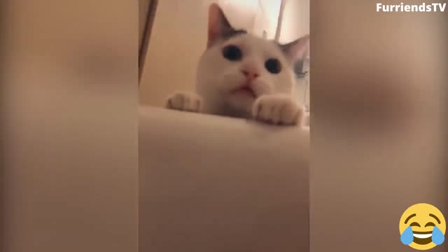 Conversation with My Cat || I'm Hungry