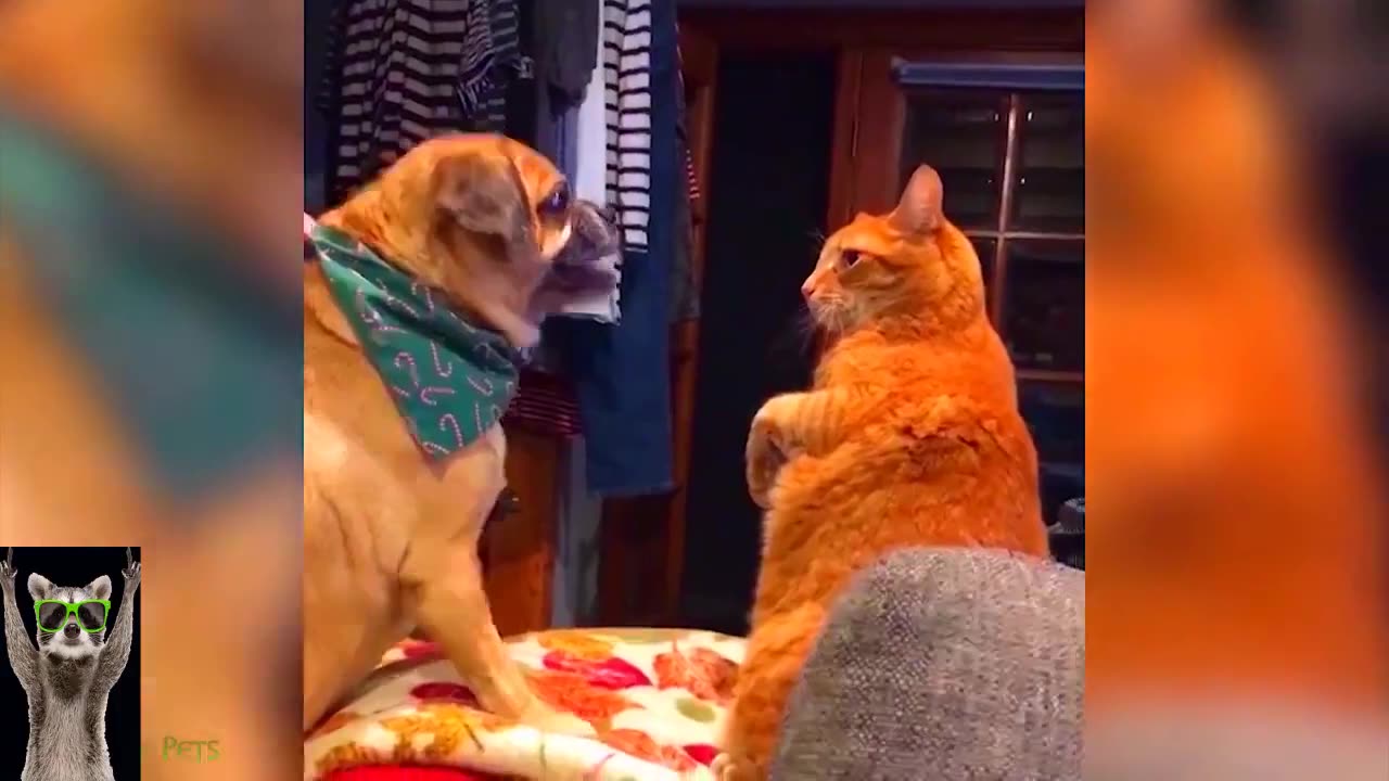 A Symphony of Chuckles | Funny Dogs and Cats Playing Their Hits! πΆππΉ