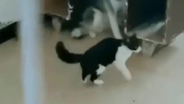 Funny cats