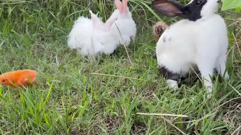 Colorful chicks