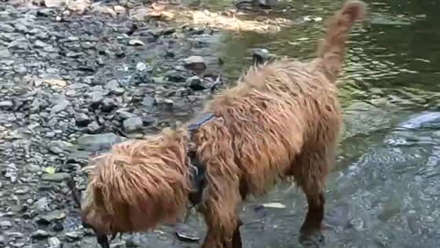 Jilly labradoodle fetches stick