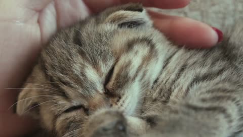 Sleeping kitten