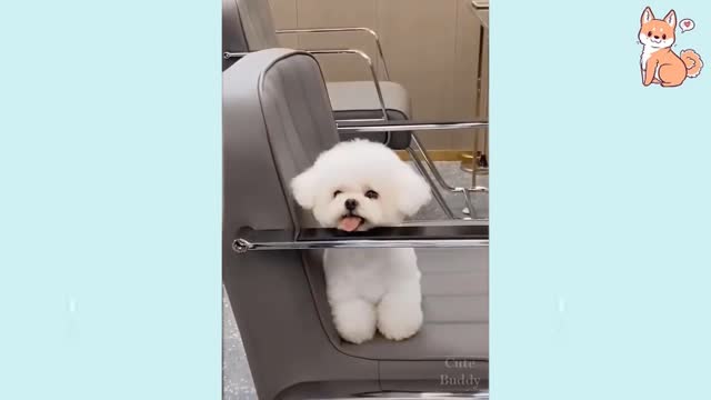 Cute Puppies | Cute Funny and Smart Dogs Compilation #1 |