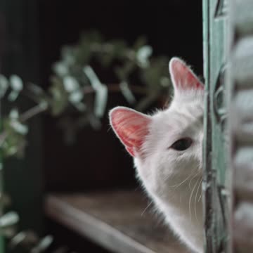 The cat avoids the meal