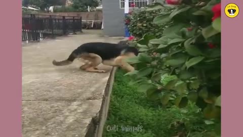 FUNNY DOGS AND CATS | FUNNY ANIMALS VIDEOS ||