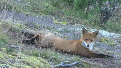 red fox in the nature