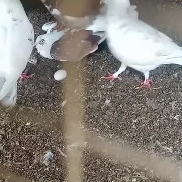 status viral hog viral TikTok video viral hog #shorts #viral #pigeon #india