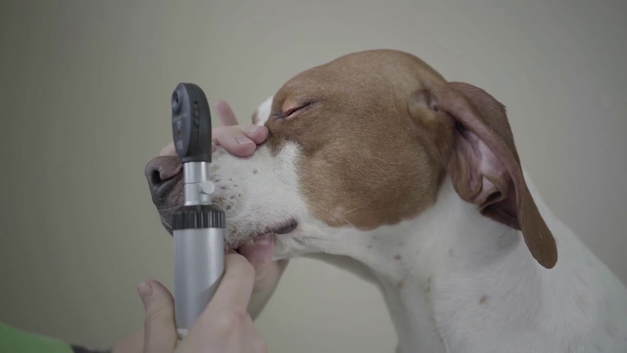 English Pointer dogs portrait in veterinary clinic. Veterinarian chacking pets ear with device