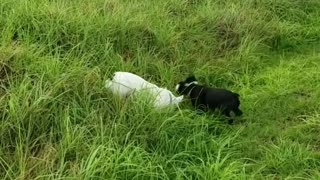 French Bulldogs hop around in tall grass like rabbits