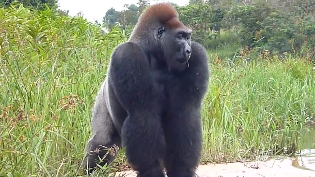 Gorilla gets cranky and throws sand at us