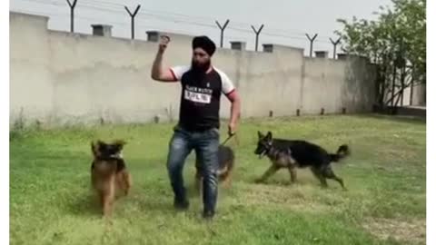 german shepherd #short# video