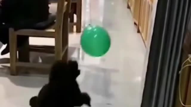 cute puppy