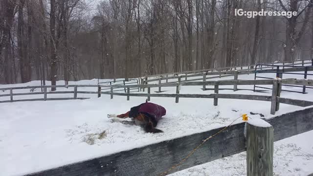 Horse in purple sweater rolls in snow