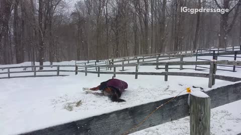 Horse in purple sweater rolls in snow