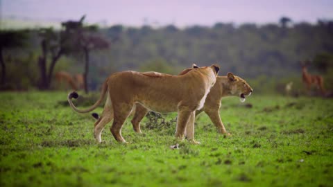 Pair of Lionness walking together